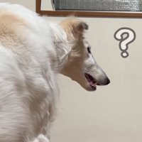 口を開いて飼い主の顔を見つめる犬