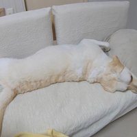 「じゃあ一人でお散歩行こうかな～」