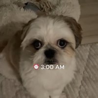ママを見つめるちろ君