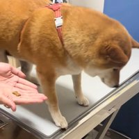 おやつを食べないあーちゃん