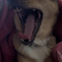 大きな口を開けてあくび