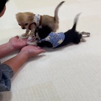 ダイブするシアラくん