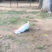 地面にこすりつける犬2