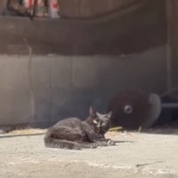 砂の上に寝転がる猫