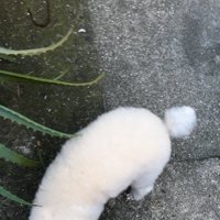 くぅちゃんとお散歩