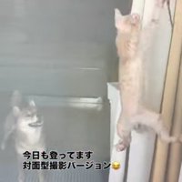 子猫を見守る犬