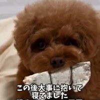 おやつを離さないピノちゃん