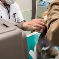 後ずさりする犬