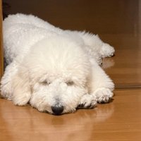 実はまだ子犬さん！！