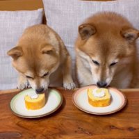 おやつを食べる2匹の犬