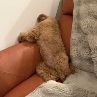 しょんぼり