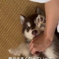琥珀くんの成長記録3