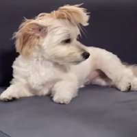 リーゼントのようなフォルムに…！