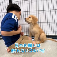 男の子を見つめる子犬