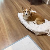 香箱座りで待機中♪