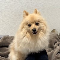 足で撫でる飼い主さん