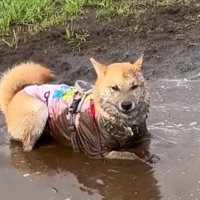 お顔