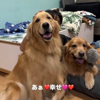 嬉しそうな大型犬達