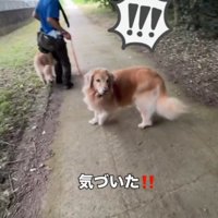 男性を凝視する兄犬