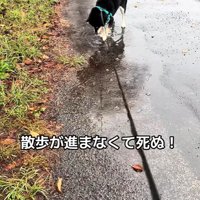 水たまりに興味津々のくろまめ君