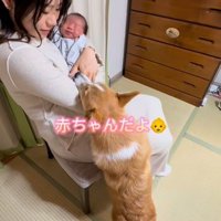 ママさんの腕に顎を乗せて赤ちゃんを見つめるコーギー