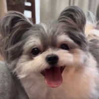 ニコニコ