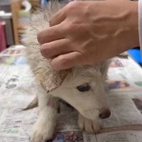 体を触られる泥まみれの子犬