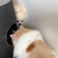 隙間からガン見！