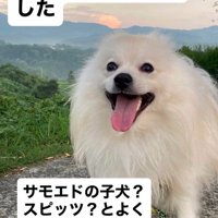 9キロのデカポメに！！