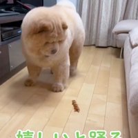 おやつ