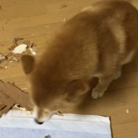 床に顔を近づける犬