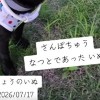 わんこと散歩していたら…