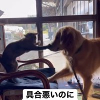 子猫と遊ぶ大型犬