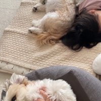 コロくんとチチちゃんと女の子の日常2