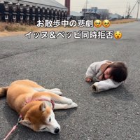 地面に寝転がる女の子と柴犬