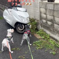 固まる犬と猫