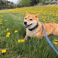 タンポポ畑で一休み♪