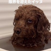 白目のピノちゃん