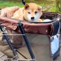 周辺を見渡す老犬