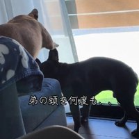 兄犬に叩かれるテンちゃん