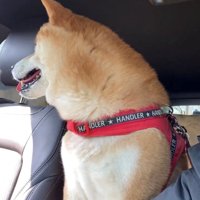 車内で楽しそうに外を眺める犬