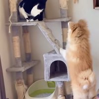 めげないロッソくん