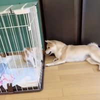 ケージ越しに向き合う犬と子猫