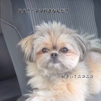 こんぶちゃんにパパとママを好きか聞いたら4