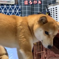 「しょうがないな～、寝るか」