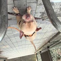 枝をくわえたまま通りたい小型犬