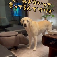 おもちゃを取ってほしそうなきぬちゃん5
