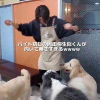 大型犬カフェで初出勤
