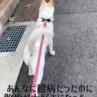 お散歩も大好きになったよ