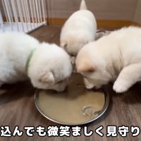 一生懸命お食事中